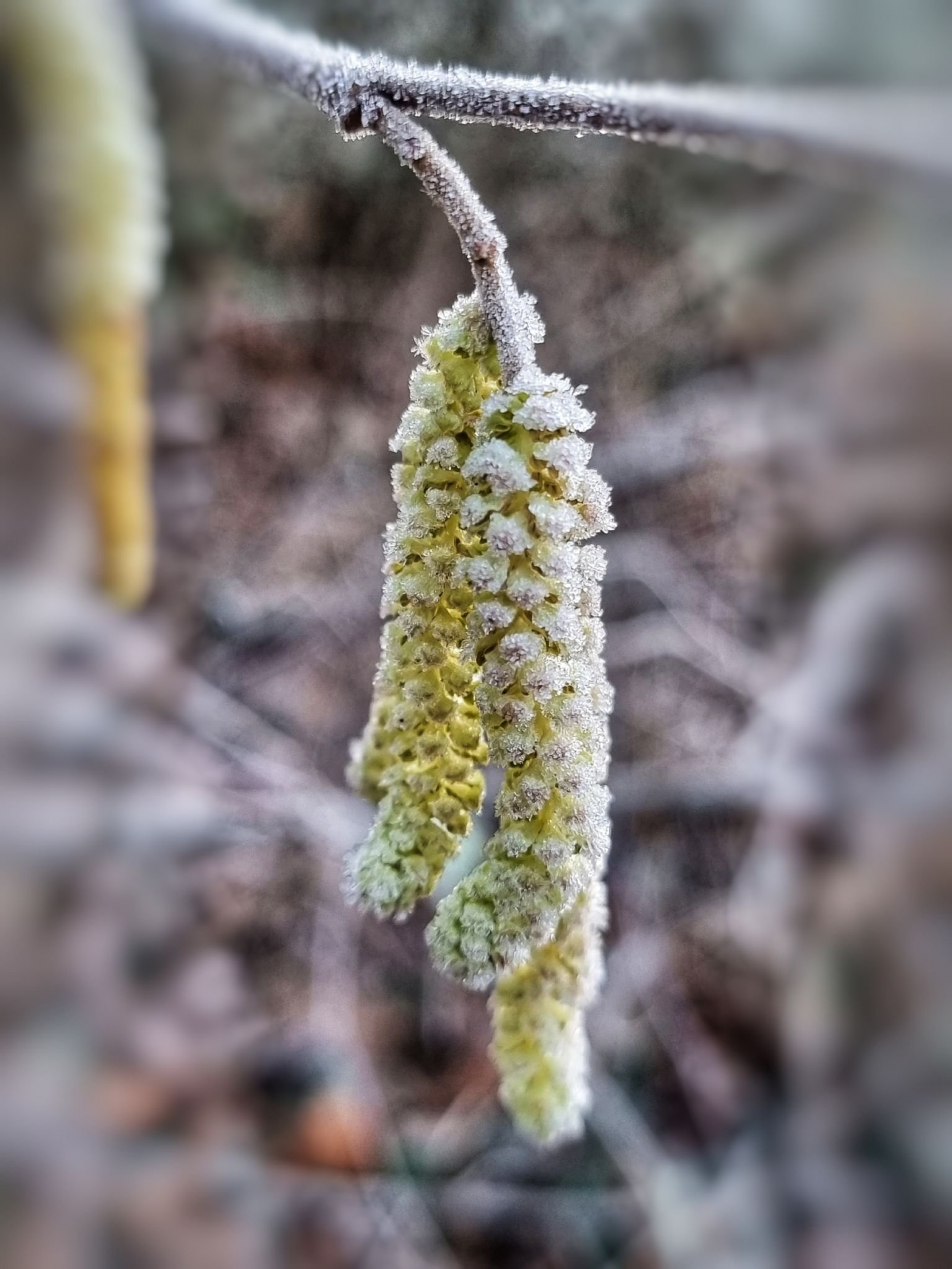 Winter hazel